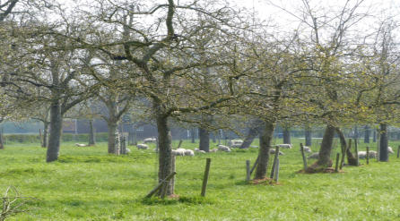 Boomgaard bij Bushoeve, foto Anke Verduijn