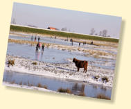 Inlaag 2005 / Inlaag Coudorpe bij ingang Westerscheldetunnel